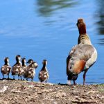 Inisiatif Disdik untuk Meningkatkan Akses Pendidikan di Sijunjung